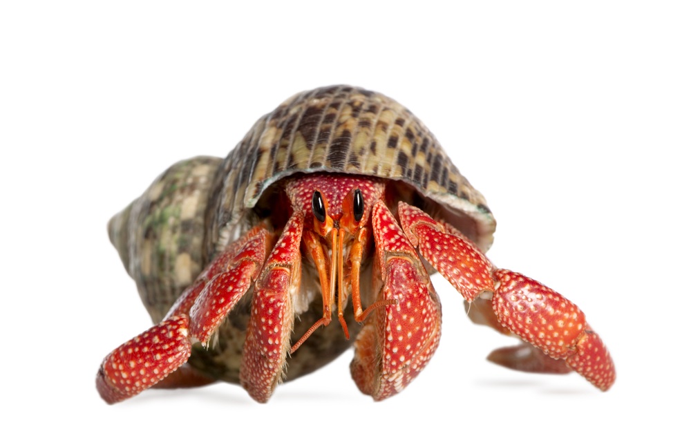 Want to gift a cat, or puppy? Hold up brah! Hermit Crabs make waaaay gooder gifts. They don't shed hair balls, puke on your rug, chew up the couch, or eat stinky stuff. Just make sure you go recuse one from a pet shop rather than poach one from a ti…