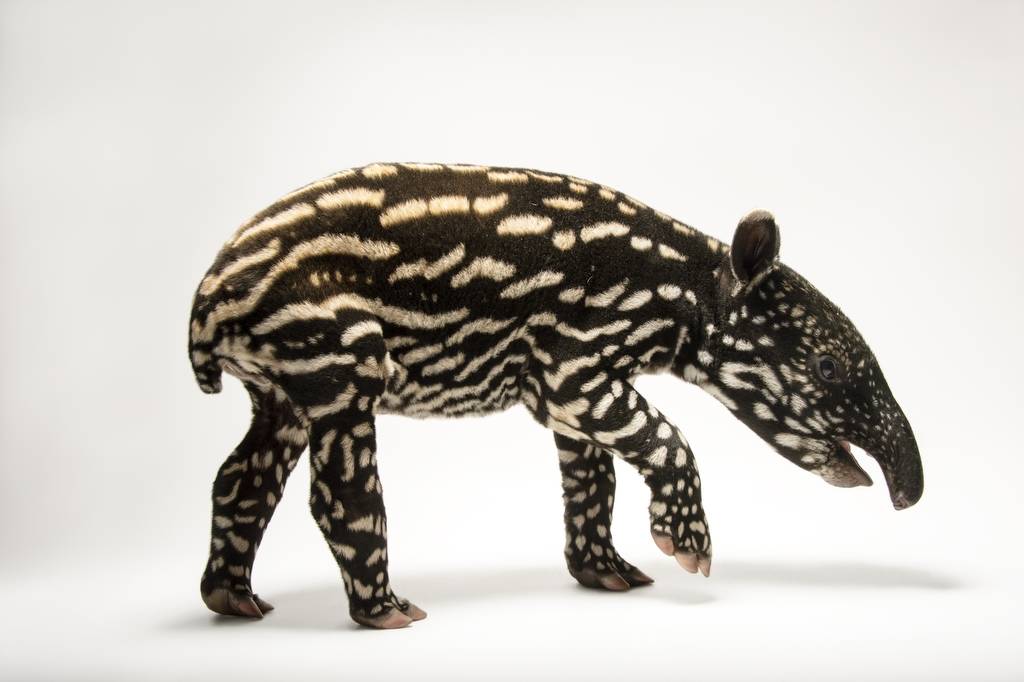 Malayan Tapir  // Only 2,499 alive in the wild